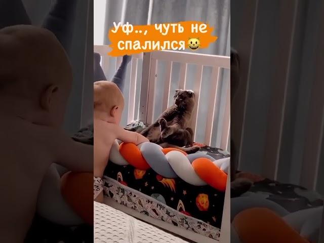 А ваши кошки тоже боятся детей?