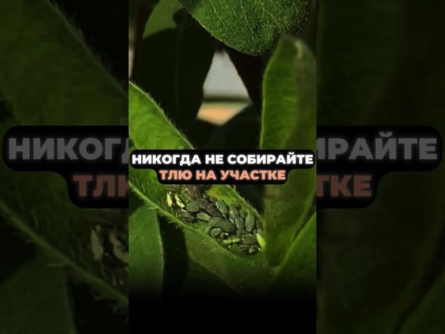 НИКОГДА не собирайте ТЛЮ на участке #дача #урожай #огород #тля #средствооттли