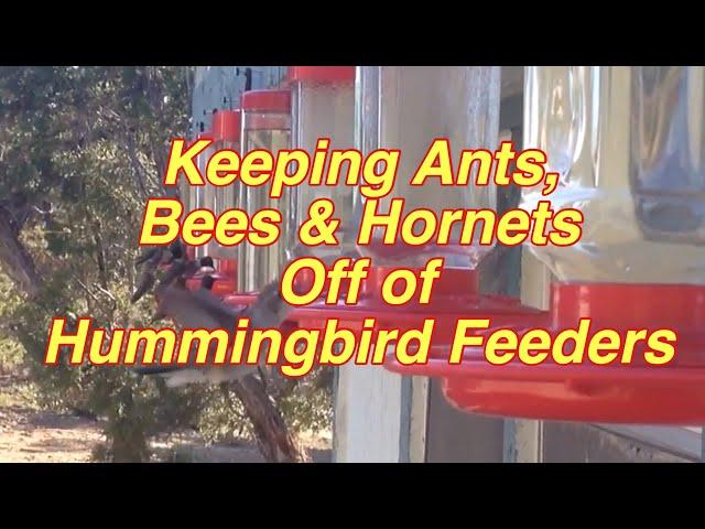 Keeping Ants, Bees, Hornets & Wasps off of Hummingbird Feeders