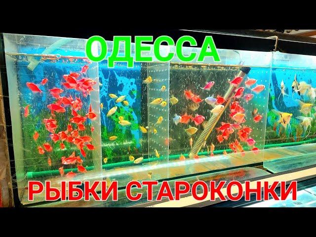 Аквариумные рыбки купить в Одессе. Староконный рынок Одесса. Аквариумистика. Блошиный.  #зоотроп