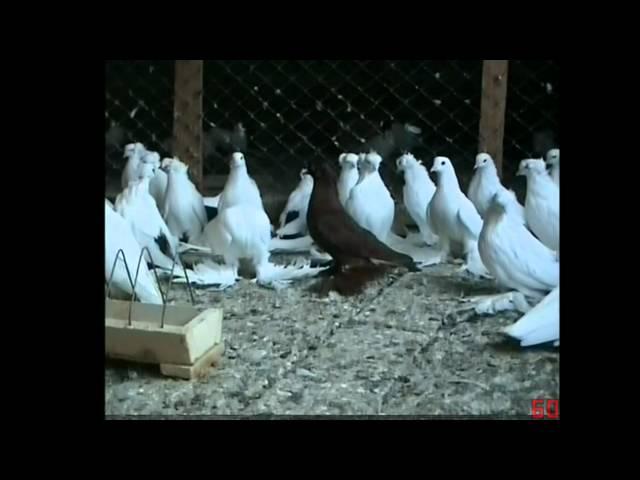 North Kavkaz Tumbler Pigeons In Russia [PART 1]