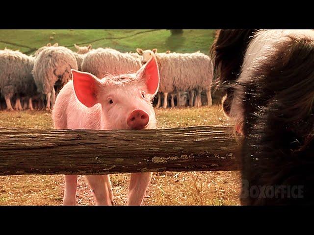 El cerdito Babe aprende a ser un perro pastor | Babe, el puerquito valiente | Clip en Español