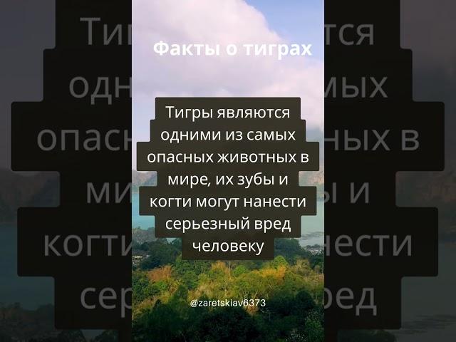 Интересные факты о тиграх