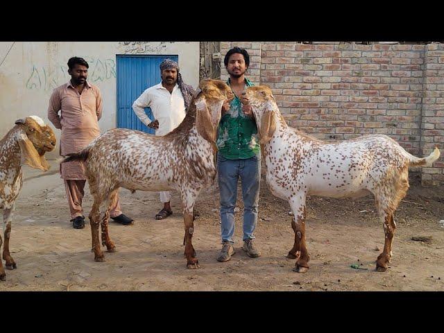 Makhi Chena | Khasi Bakre | Qurbani 2023 | Hasilpur| Top Quality | Mazhar Biba Official