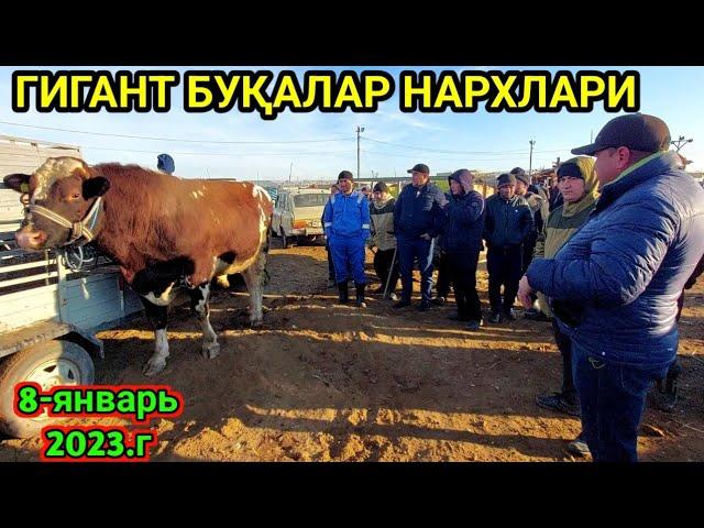 ГИГАНТ БУҚАЛАР ХОРАЗМ МОЛ БОЗОРИ 8-январь 2023 г.