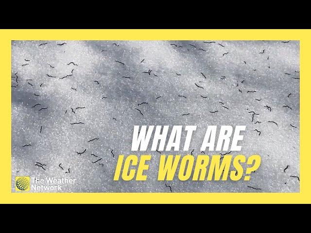 These ‘Ice Worms’ Living on Mountain Glaciers Are Still Largely a Mystery