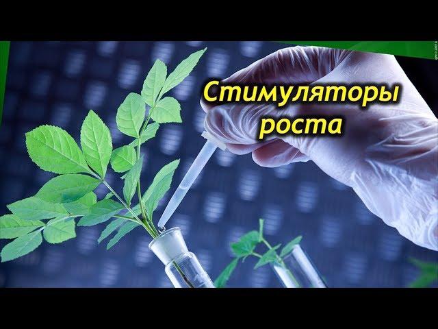 Стимуляторы роста комнатных цветов – все, что нужно знать цветоводу!