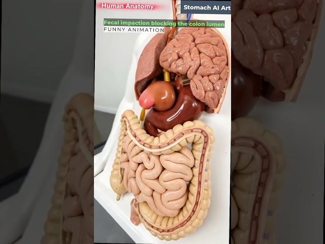 Stomach animation#Understanding function and structure#biology #animation #medicaleducation