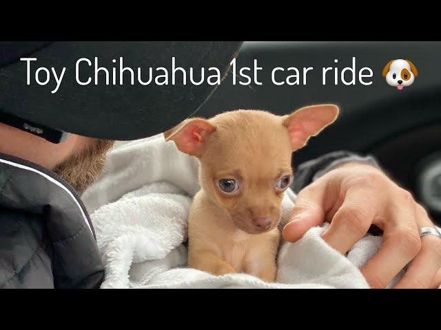 Cute chihuahua puppy sleeping in the car