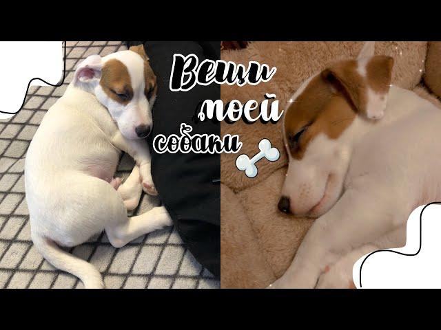 Все вещи моей собаки|Что нужно для щенка| Джек Рассел Терьер | puppy Jack Russel Terrier