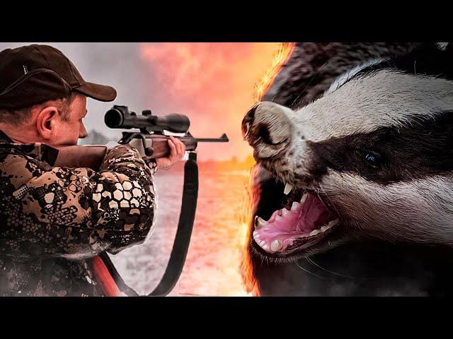 Secrets of BADGER HUNTING. We get 5 BADGERS in one video