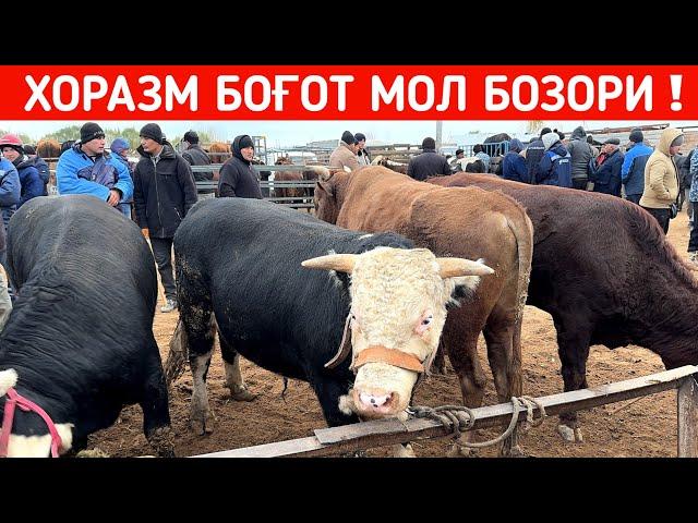 ХОРАЗМ БОҒОТ МОЛ БОЗОРИ 13-НОЯБР !!! ХОРАЗМ БОЗОР