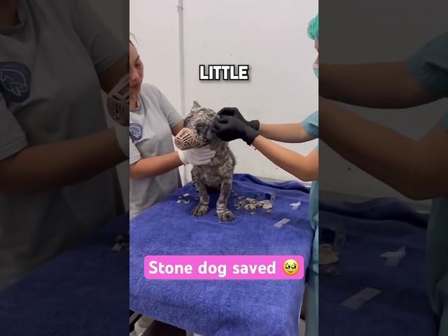 Stone Dog Gets Saved 