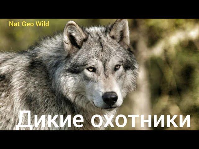 Nat Geo Wild. Дикие охотники. Волки и шакалы.