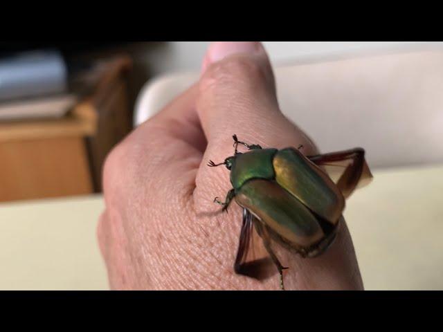 Green beetle flies so fast  Bọ xanh bay nhanh quá