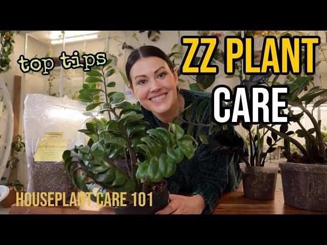 ZZ PLANT CARE (Zamioculcas) - ZZ Watering, Lighting, Repotting, Propagation - Houseplant Care 101