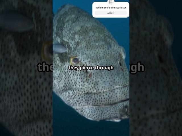 Top 5 scariest fishes