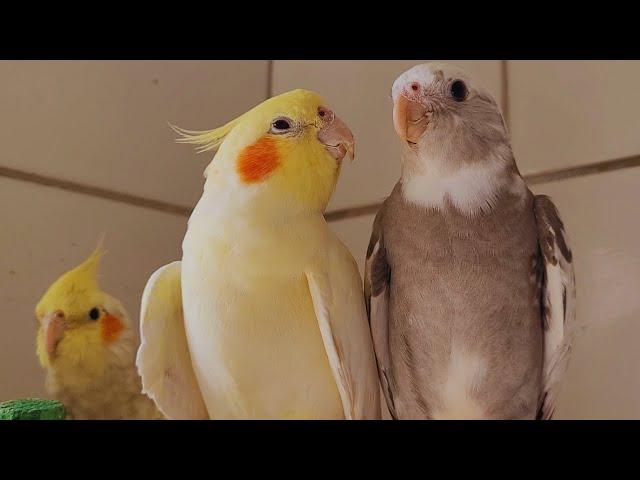 2 Hour COCKATIEL SINGING a lot  COCKATIEL SINGING training Cockatiel bird singing Cockatiel noises