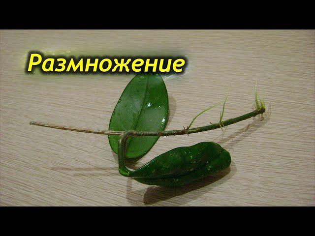 Размножение хойи. Как успешно размножить восковый плющ?