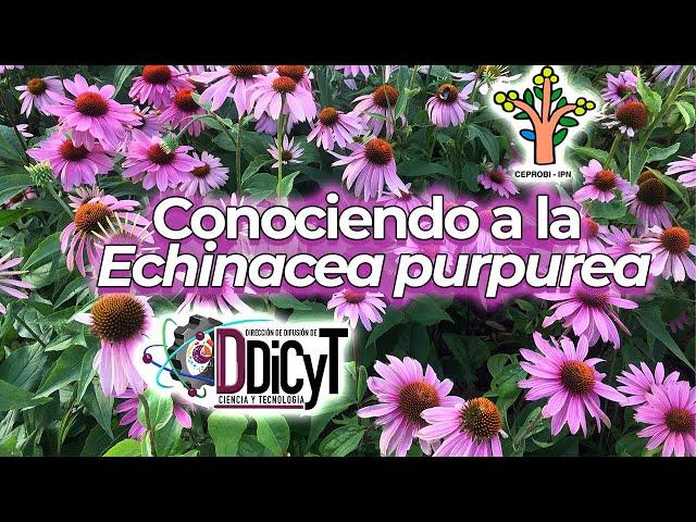 Conociendo a la Echinacea Purpurea