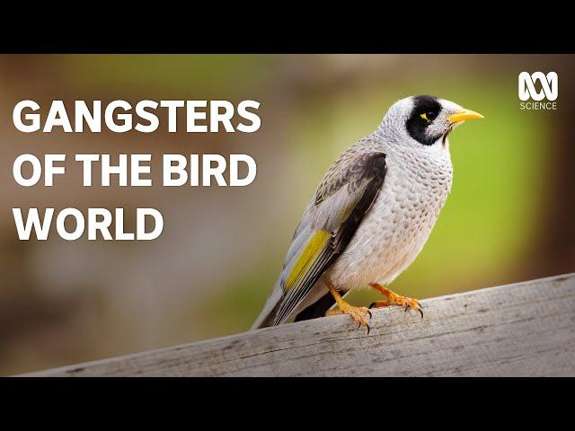 Noisy miners: when good birds go bad | The Secret Lives Of Our Urban Birds