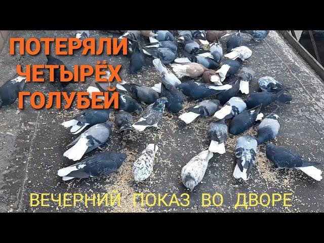 Потеря четырёх голубей. Вечерний показ во дворе. The loss of four pigeons.