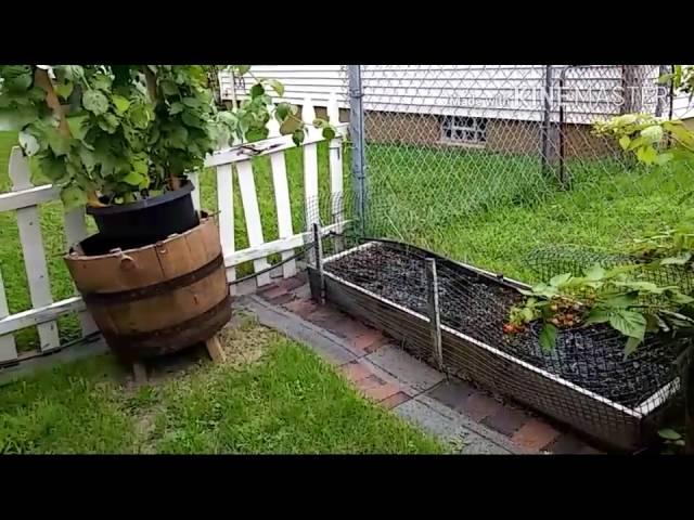 Concord grape vine / fall gold raspberries