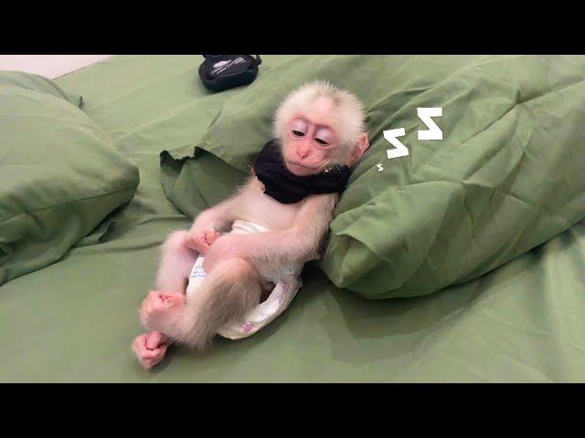 How I take care of a newborn monkey Lily