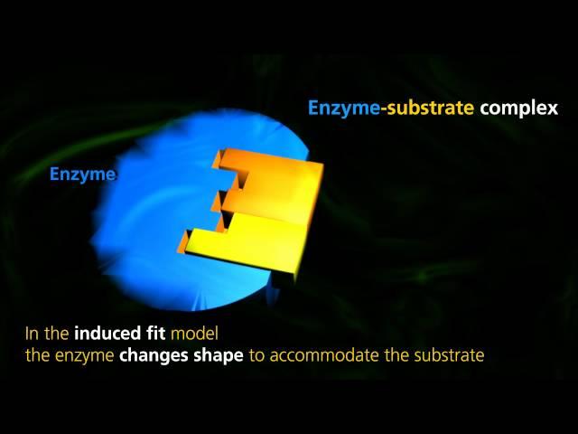 Enzyme Function | University Of Surrey