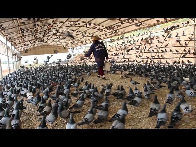 Millions of Pigeons Farming For Meat in China ️ - Pigeon Meat Processing in Factory