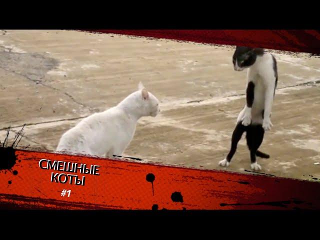 Смешные КОТЫ #1 / Лучшие приколы 2020 / Funny cats.