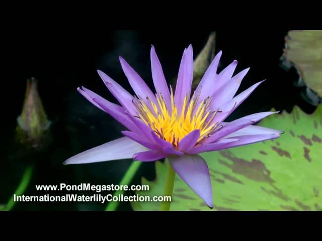 Waterlily Larissa Racine, pond plants, water garden flowers