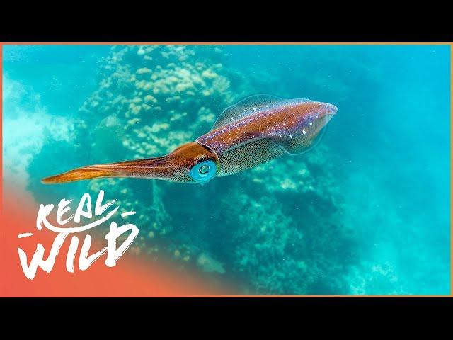 How Do Octopus And Squid Communicate? | The Blue Realm | Real Wild