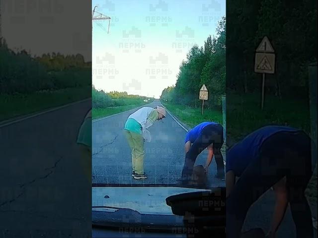 Помог перейти дорогу новорожденному лосенку и лосихе
