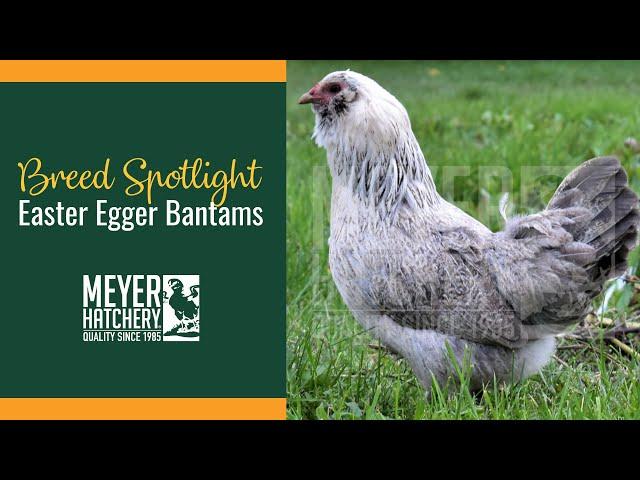 Breed Spotlight - Easter Egger Bantams