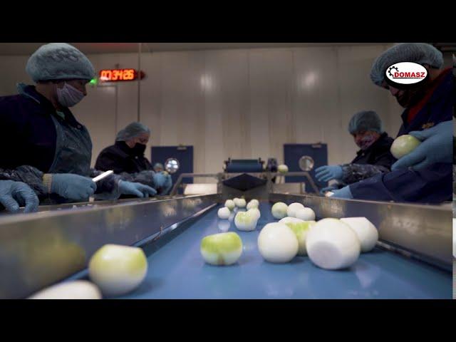 Linia do obierania cebuli Domasz / Onion peeling line Domasz