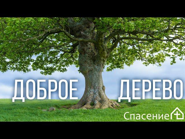 "Доброе дерево" Петр Смирнов 16.05.2021