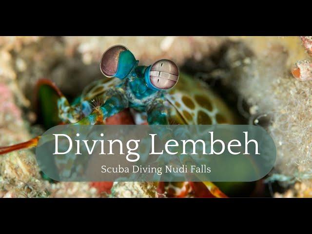 Dive into Diversity: Exploring the Wonders of Nudi Falls #lembeh #indonesia