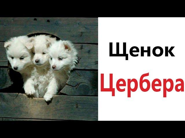 Приколы! ЩЕНОК ЦЕРБЕРА - МЕМЫ!!! Смешные видео от – Доми шоу!