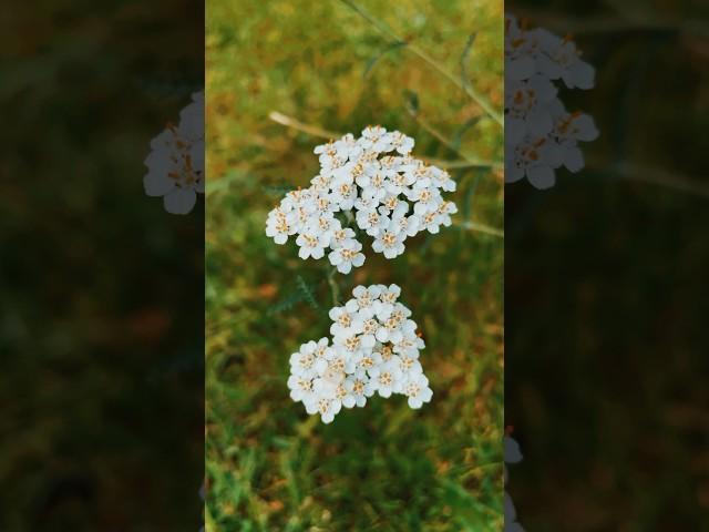 Steppe flowers-Achillea millefolium #flowers #flower #nature