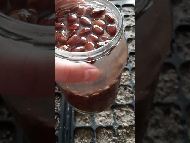 Как ростить Кедр (сосна кедровая) совет!