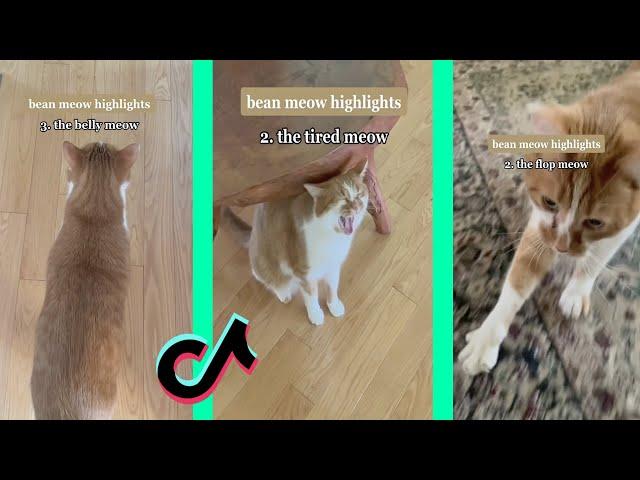 bean meow highlights tiktok compilation