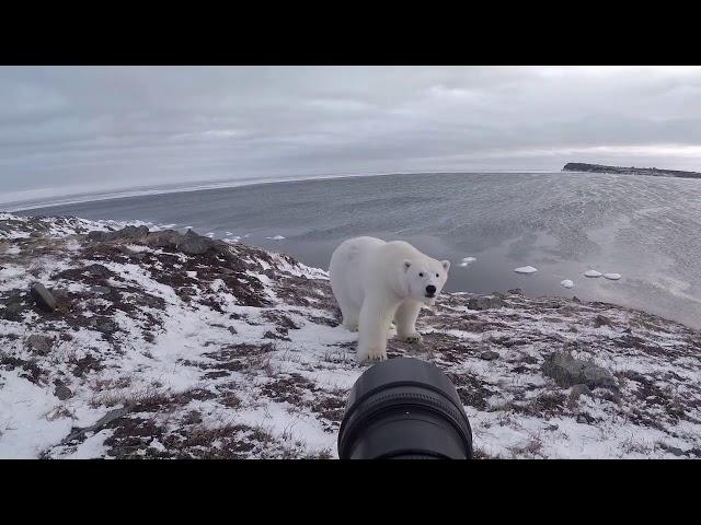 Однажды меня съест белый медведь