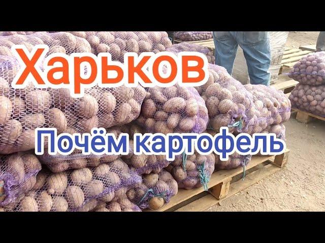 Харьков /Ярмарка/Картофель на зиму