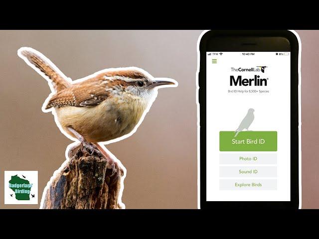 How to use the Merlin Bird ID App (Photo/Call ID): A Beginner's Guide