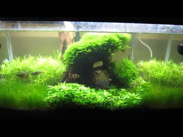 Freshwater Planted Aquarium EthanM