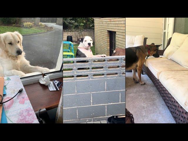 Dogs Doing Funny Things  Best of September 2024