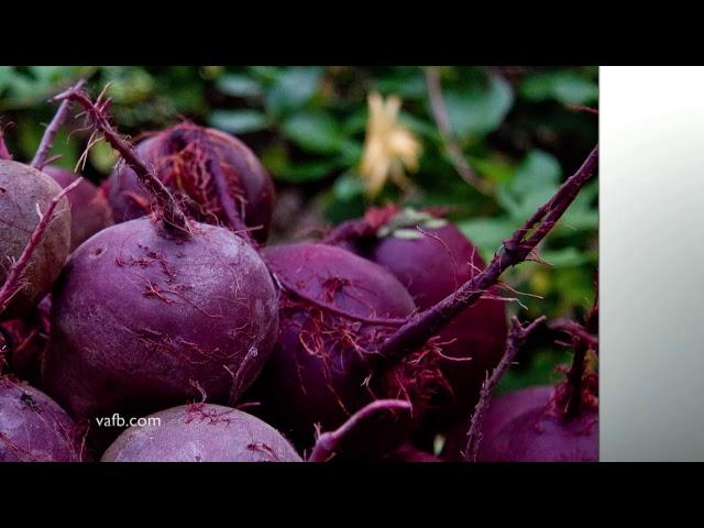 Field to Plate - Virginia Beets