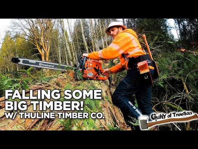 Cutting Timber with a Ported 592xp and wearing my new JK Caulk Logger Boots!