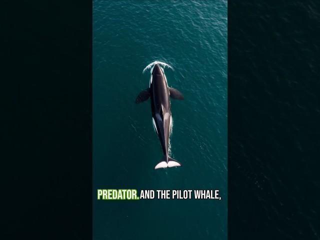 Killer Whale vs Pilot Whale: Who Wins This Ocean Battle? #killerwhale  #PilotWhale #oceanbattle